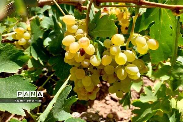 برداشت مروارید‌های زرد انگور از تاکستان‌های روستای محمدآباد زیرکوه