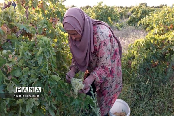 برداشت مروارید‌های زرد انگور از تاکستان‌های روستای محمدآباد زیرکوه