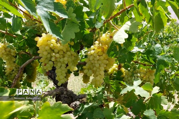 برداشت مروارید‌های زرد انگور از تاکستان‌های روستای محمدآباد زیرکوه