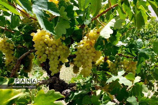 برداشت مروارید‌های زرد انگور از تاکستان‌های روستای محمدآباد زیرکوه