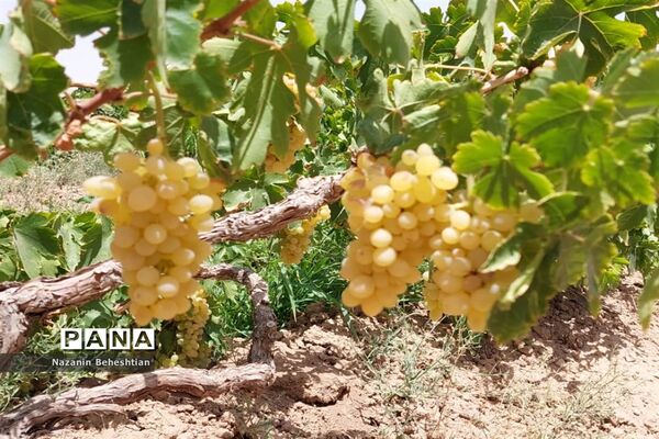 برداشت مروارید‌های زرد انگور از تاکستان‌های روستای محمدآباد زیرکوه