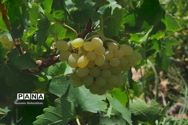 برداشت مروارید‌های زرد انگور از تاکستان‌های روستای محمدآباد زیرکوه