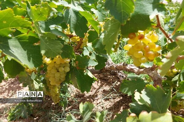 برداشت مروارید‌های زرد انگور از تاکستان‌های روستای محمدآباد زیرکوه
