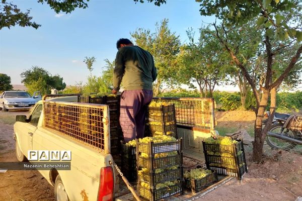 برداشت مروارید‌های زرد انگور از تاکستان‌های روستای محمدآباد زیرکوه
