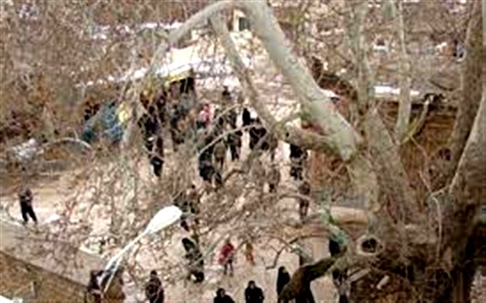 درخت خونبار زرآباد الموت، سوگوار عاشورای حسینی