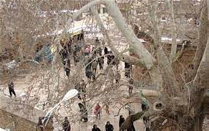 درخت خونبار زرآباد الموت، سوگوار عاشورای حسینی