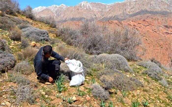 ایجاد ارزش افزوده بالا با توسعه کشت گیاهان دارویی