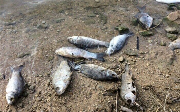 سیل ۷۳۴ میلیارد تومان به واحدهای آبزی‌پروری خسارت زد