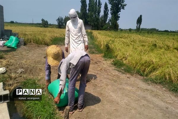 برداشت برنج در شالیزارهای قائمشهر