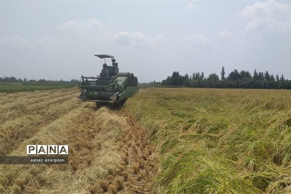 برداشت برنج در شالیزارهای قائمشهر