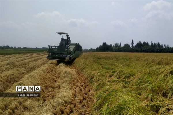 برداشت برنج در شالیزارهای قائمشهر