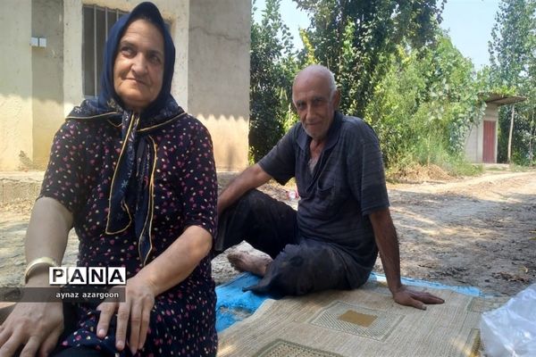 برداشت برنج در شالیزارهای قائمشهر