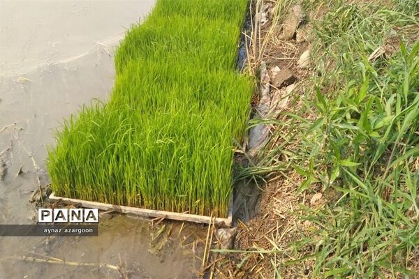 برداشت برنج در شالیزارهای قائمشهر