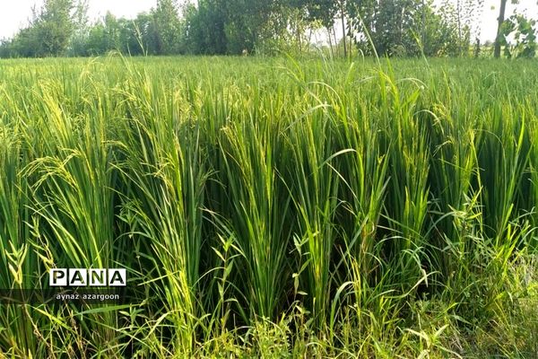 برداشت برنج در شالیزارهای قائمشهر