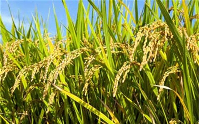 پایان برداشت خوشه‌های طلایی شالی در قائمشهر