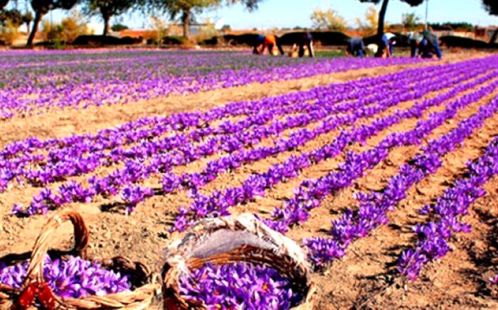 ایران چه میزان از صادرات زعفران در دنیا سهم دارد؟