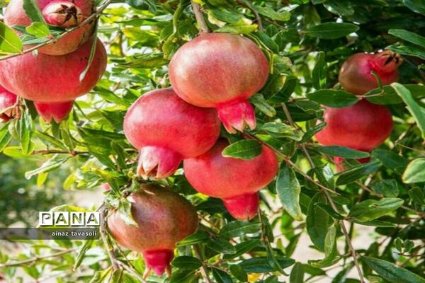 برداشت انار از باغات روستای خور