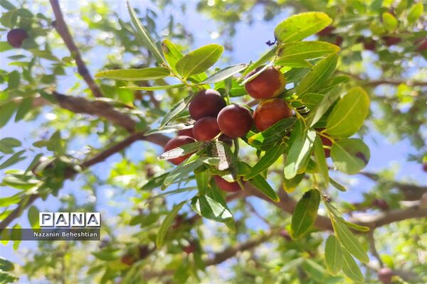 درخشش خوشه‌های سرخ عناب بر شاخسار درختان شهرستان زیرکوه