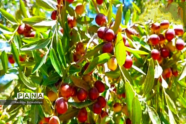 درخشش خوشه‌های سرخ عناب بر شاخسار درختان شهرستان زیرکوه