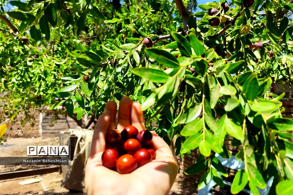 درخشش خوشه‌های سرخ عناب بر شاخسار درختان شهرستان زیرکوه