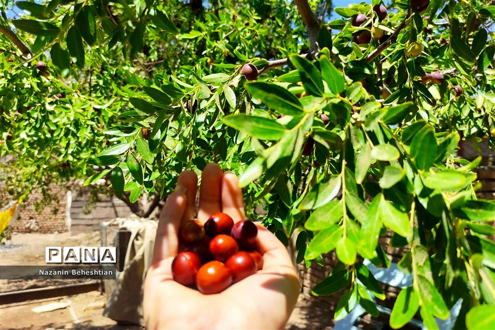 درخشش خوشه‌های سرخ عناب بر شاخسار درختان شهرستان زیرکوه