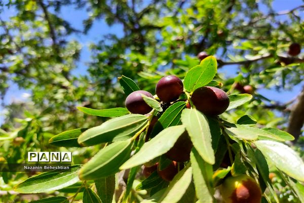درخشش خوشه‌های سرخ عناب بر شاخسار درختان شهرستان زیرکوه