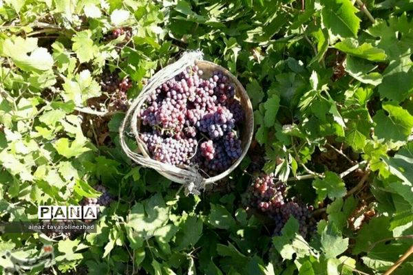 آغاز برداشت شاه‌دانه‌های یاقوتی در روستای خور