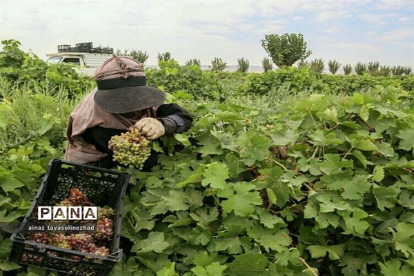 آغاز برداشت شاه‌دانه‌های یاقوتی در روستای خور