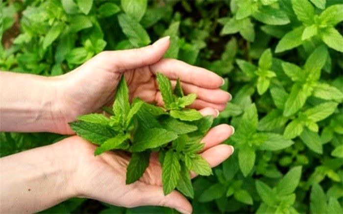 درمان بیماری‌ها با چای پونه