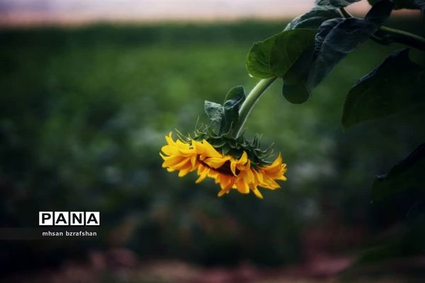 جلوه زیبای مزارع آفتابگردان شهر دانسفهان در آخرین ماه تابستان