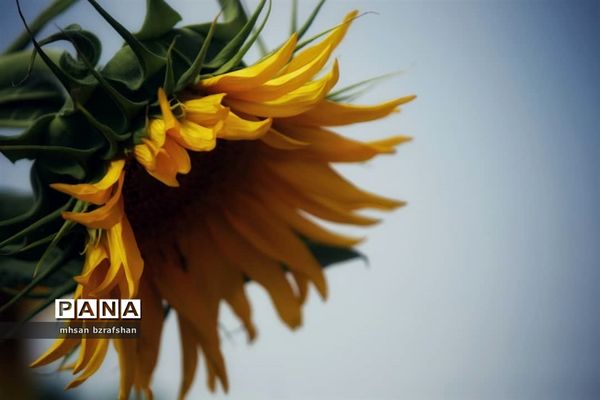 جلوه زیبای مزارع آفتابگردان شهر دانسفهان در آخرین ماه تابستان