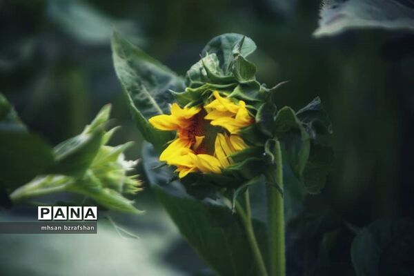جلوه زیبای مزارع آفتابگردان شهر دانسفهان در آخرین ماه تابستان