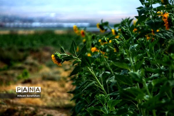 جلوه زیبای مزارع آفتابگردان شهر دانسفهان در آخرین ماه تابستان
