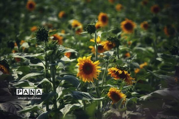جلوه زیبای مزارع آفتابگردان شهر دانسفهان در آخرین ماه تابستان