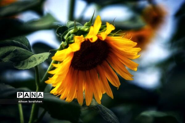جلوه زیبای مزارع آفتابگردان شهر دانسفهان در آخرین ماه تابستان
