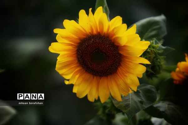 جلوه زیبای مزارع آفتابگردان شهر دانسفهان در آخرین ماه تابستان