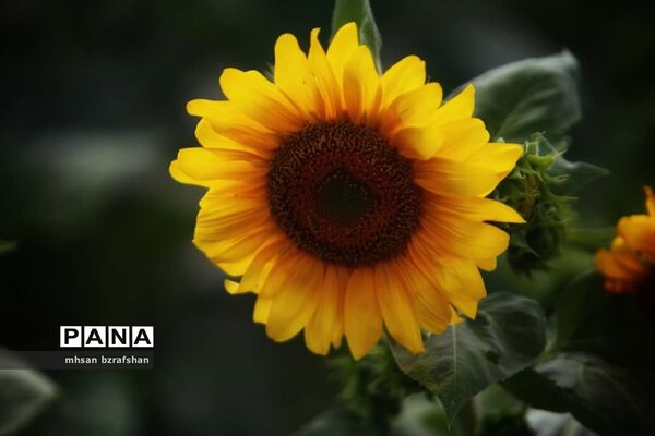 جلوه زیبای مزارع آفتابگردان شهر دانسفهان در آخرین ماه تابستان