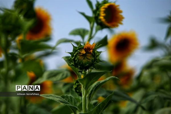 جلوه زیبای مزارع آفتابگردان شهر دانسفهان در آخرین ماه تابستان