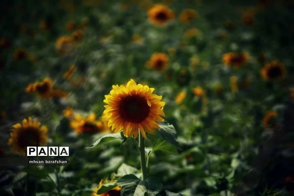 جلوه زیبای مزارع آفتابگردان شهر دانسفهان در آخرین ماه تابستان