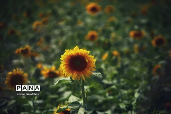 جلوه زیبای مزارع آفتابگردان شهر دانسفهان در آخرین ماه تابستان