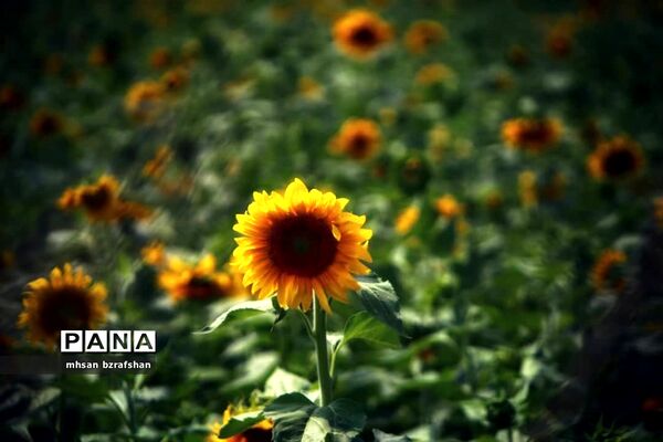 جلوه زیبای مزارع آفتابگردان شهر دانسفهان در آخرین ماه تابستان