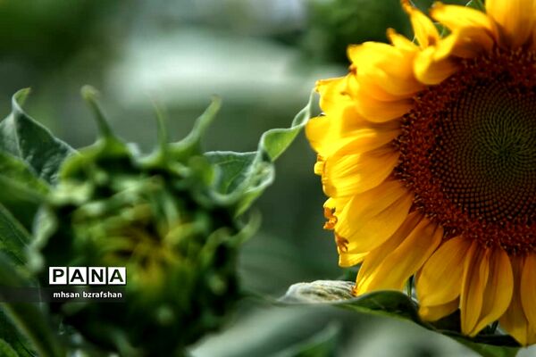 جلوه زیبای مزارع آفتابگردان شهر دانسفهان در آخرین ماه تابستان