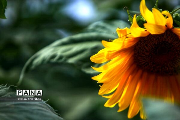 جلوه زیبای مزارع آفتابگردان شهر دانسفهان در آخرین ماه تابستان