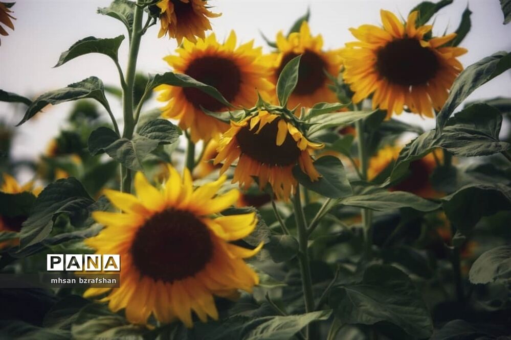 جلوه زیبای مزارع آفتابگردان شهر دانسفهان در آخرین ماه تابستان