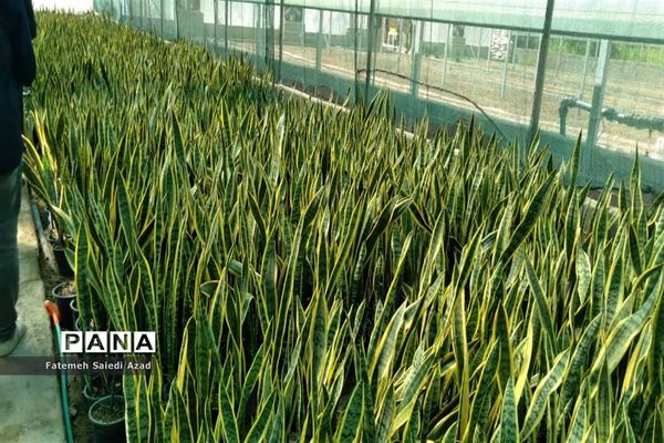 افتتاح گلخانه گل‌های زینتی در اسرم