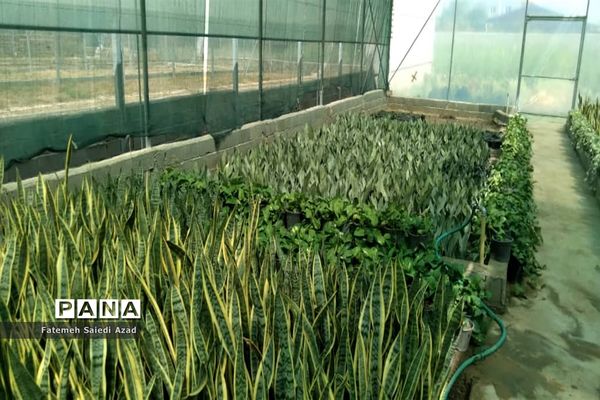 افتتاح گلخانه گل‌های زینتی در اسرم