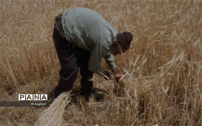 واردات گندم با کمک بخش خصوصی انجام می‌شود