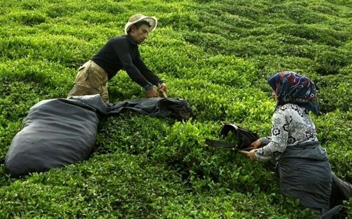 معادل ۸۶ درصد از مطالبات چایکاران پرداخت شد