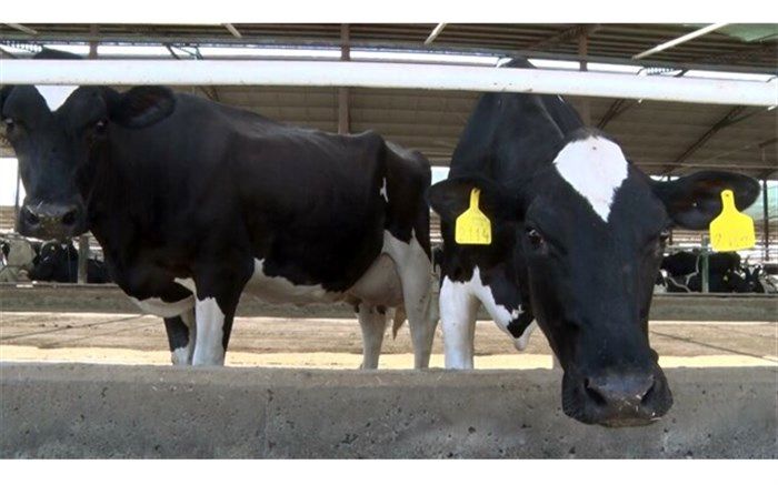 افزایش ۱۳۰ درصدی هویت گذاری دام‌ها در آذربایجان شرقی