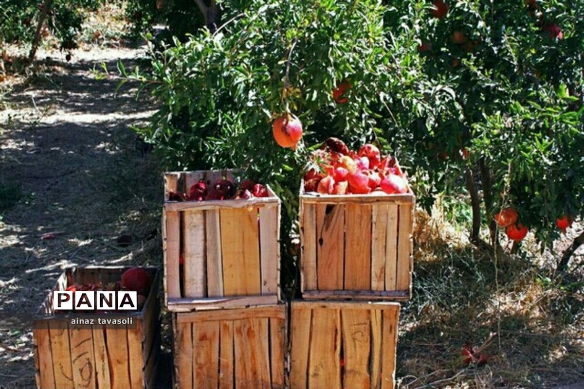 آنچه باید از خواص و مضرات انار بدانید